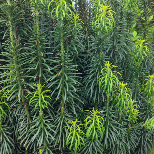 Cephalotaxus 'Fastigiata'