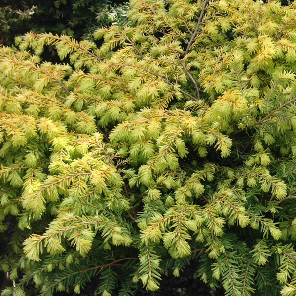 Tsuga canadensis 'Monkinn'
