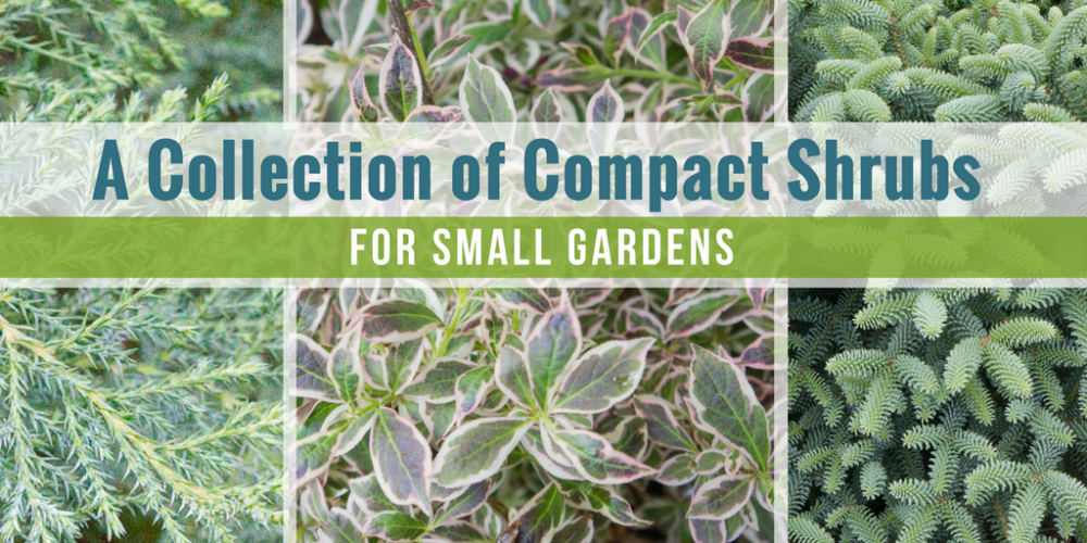 A Collection of Compact Shrubs for Small Gardens