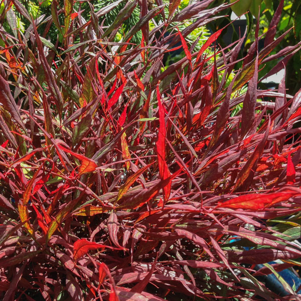 Nandina 'Burgundy Wine'