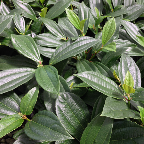 Viburnum davidii