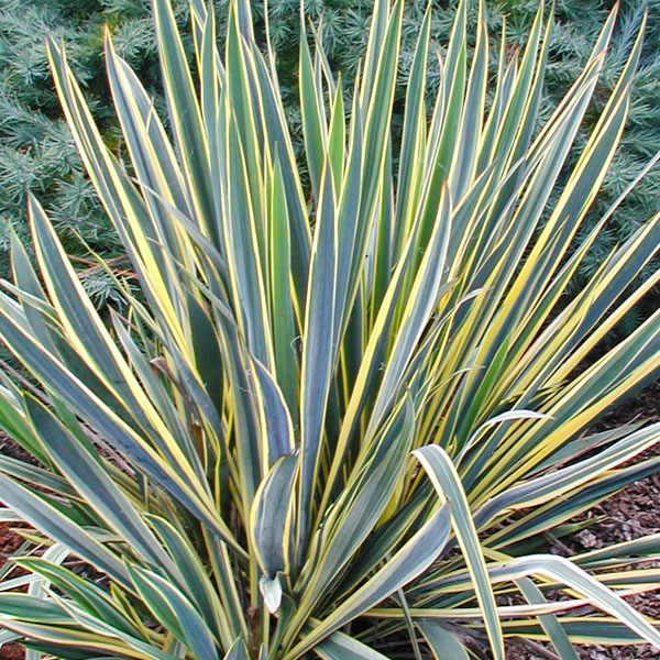 Yucca 'Bright Edge'