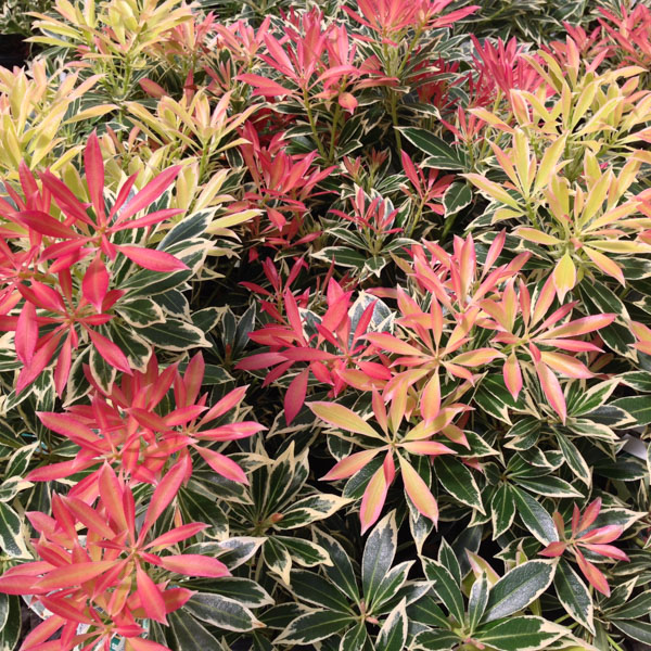Pieris 'Flaming Silver'